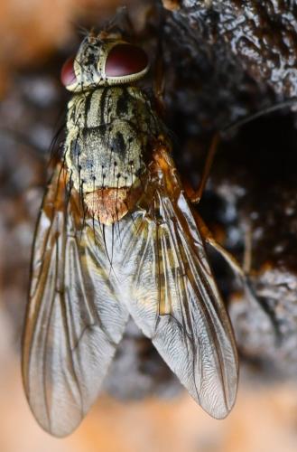 Réf. 268 345 : Phaonia valida